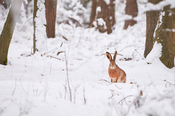 雪の森の中のヨーロッパのウサギ(Lepus Europaeus). - 写真・画像