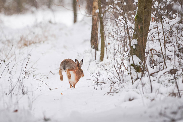 Ευρωπαϊκός λαγός τρέχει στο χιονισμένο δάσος (Lepus europaeus). - Φωτογραφία, εικόνα