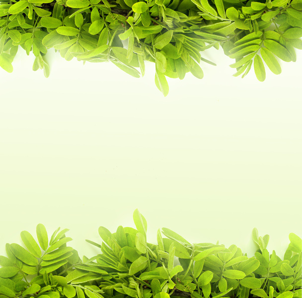 Зелене листя кадр ізольовані на білому - Фото, зображення