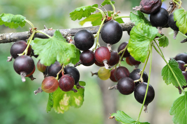 Auf dem Zweig sind reife schwarze Beeren von Joschta - Foto, Bild