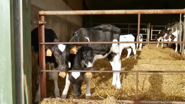 Çiftlikte süt içtikten sonra buzağılar. Çiftçi ambarının içinde genç siyah beyaz Holden inekleri. Çin burcu, yılın sembolü.. - Video, Çekim