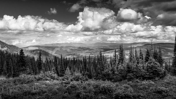 Foto in bianco e nero di foreste di pini nelle Shuswap Highlands nella Columbia Britannica, Canada - Foto, immagini