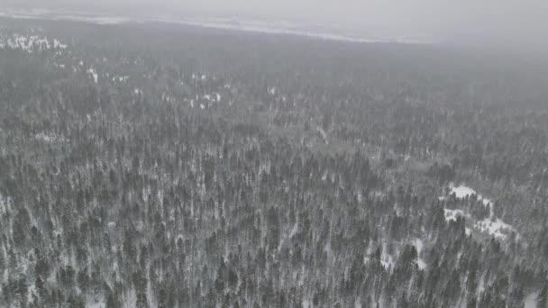 Таинственный фантастический зимний панорамный пейзаж со снежным лесом в сильном снегопаде, вид с воздуха - Кадры, видео