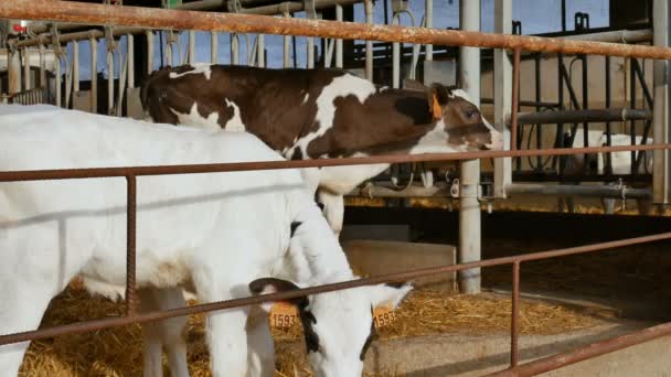 Borjú, miután tejet ivott a farmon. Fiatal fekete-fehér, üreges tehén egy istállóban. Kínai állatöv, az év szimbóluma fogalmak. - Felvétel, videó