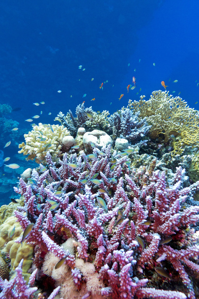 青い水の背景に熱帯海の底のハードのサンゴ バイオレット ミドリイシとサンゴ礁 - 写真・画像