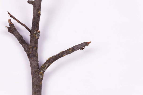 um ramo sem vegetação com três pequenos ramos nas laterais encontra-se em uma superfície branca - Foto, Imagem