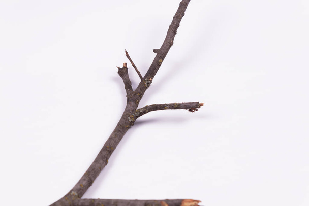 une branche à quatre petites dents se trouve en diagonale - Photo, image