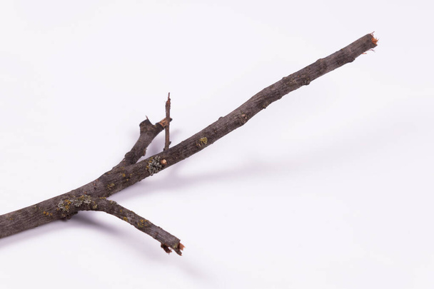 vista lateral de una rama que se encuentra diagonalmente - Foto, Imagen