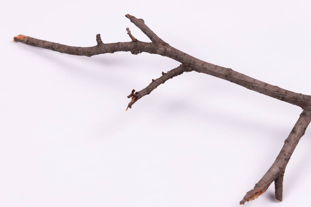 une branche avec de nombreuses branches se trouve sur une surface blanche - Photo, image
