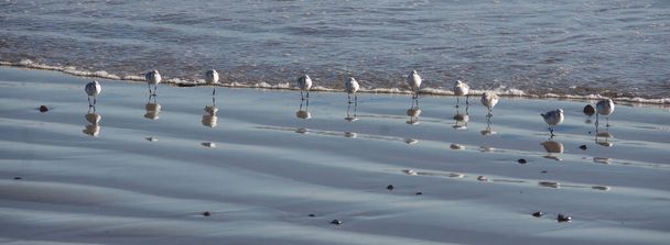 Un gruppo di sandpiper tutti allineati su una spiaggia oceanica in California - Foto, immagini