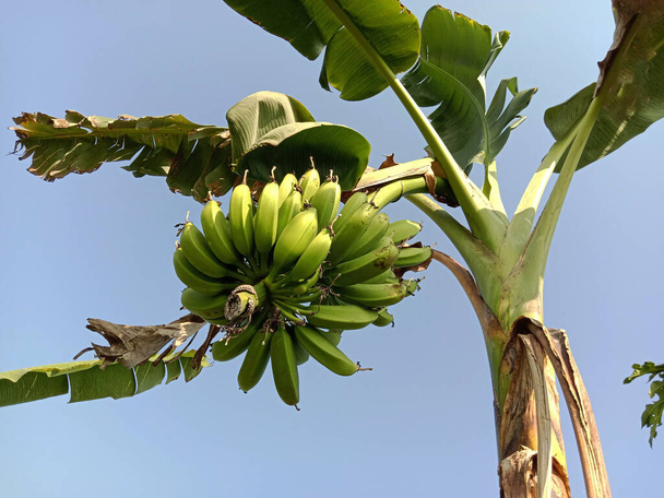 healthy raw banana bunch on tree in firm - Photo, Image