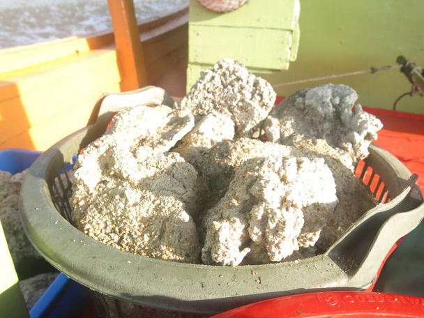 Substrato artificial para fixação de coral utilizado para trabalhos de restauração marinha - Foto, Imagem