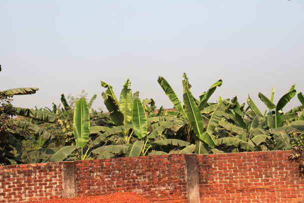 zöld színű banánfa állomány a cég - Fotó, kép