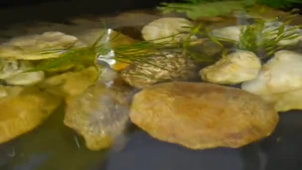 伝統的な自然の庭の池 - 映像、動画