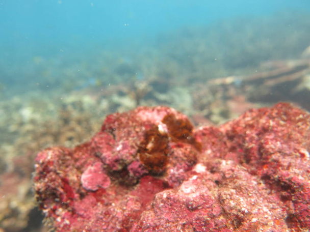The coralline algae attached on rock at sea bottom of the ocean - Photo, Image