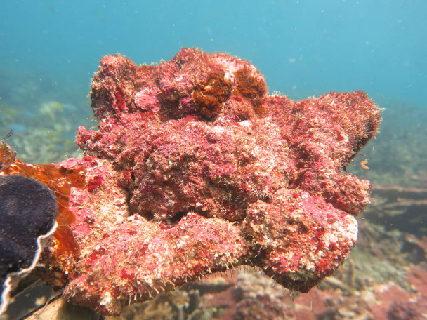 The coralline algae attached on rock at sea bottom of the ocean - Photo, Image