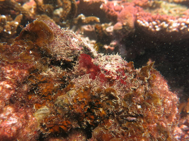 Les algues corallines fixées sur la roche au fond de l'océan - Photo, image