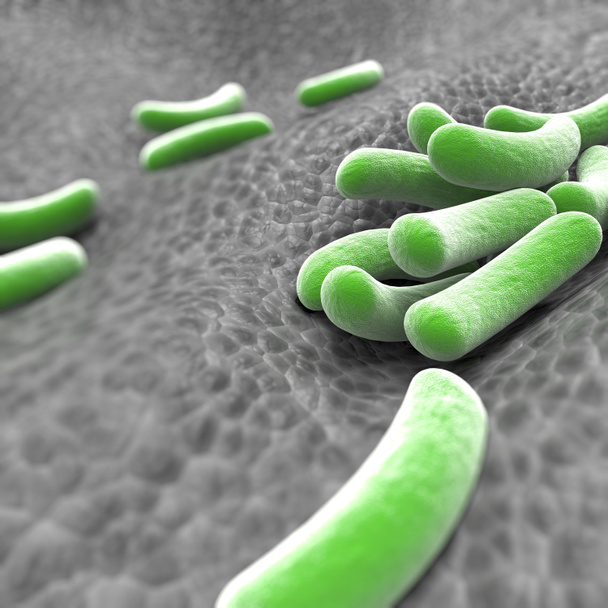 Мікроскопічний вигляд бактерій
 - Фото, зображення