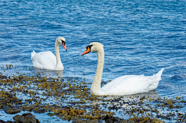 Labutě v Langelinie Marina - Kodaň - Dánsko. Mute Swan, Cygnus olor, -Největší členové čeledi vodních ptáků Anatidae - Fotografie, Obrázek