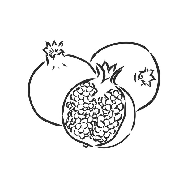 Векторный эскиз тропических гранатовых фруктов. Круглые очертания спелого граната выделены на белом фоне, фондовая иллюстрация на садоводческую тему. гранат, векторный эскиз на белом фоне - Вектор,изображение