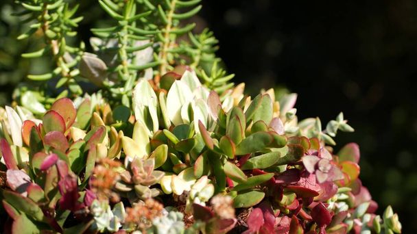Succulent növények gyűjtése, kertészkedés Kaliforniában, USA. Lakáskerttervezés, különféle botanikus tyúkok és csibék változatossága. Dekoratív díszítő echeveria szobanövények válogatott keveréke, virágtermesztés - Fotó, kép