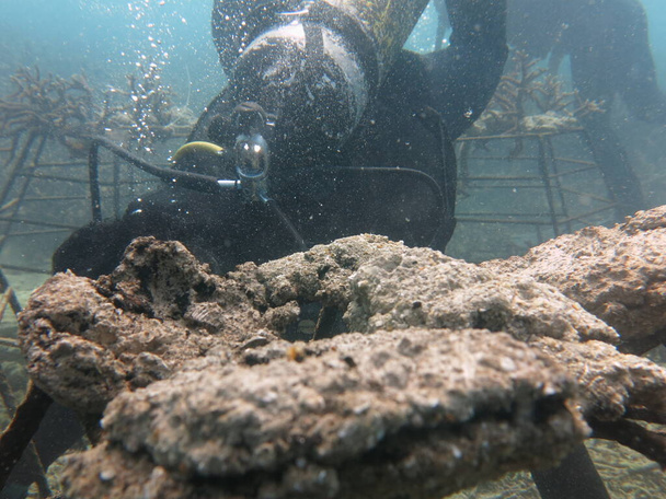 A korall keret mesterséges élő szikla és korall töredék a korallzátony területén Malajziában - Fotó, kép