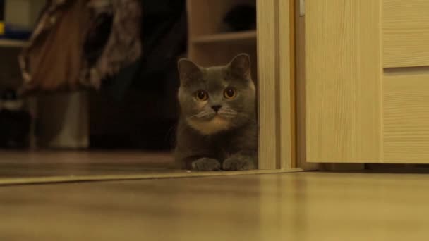 gato gris escocés mira a la vuelta de la esquina y jugar - Metraje, vídeo