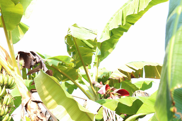 árbol de plátano de color verde en firme - Foto, imagen