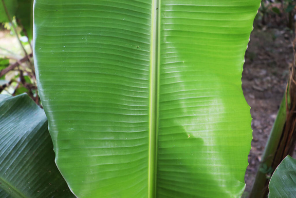 vihreä värillinen banaaninlehti lähikuva puussa kiinteässä - Valokuva, kuva