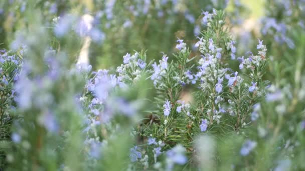 Rosemary salvia herb in garden, California USA. Springtime meadow romantic atmosphere, morning wind, delicate pure greenery of aromatic sage. Spring fresh garden or lea in soft focus. Flowers blossom - Footage, Video