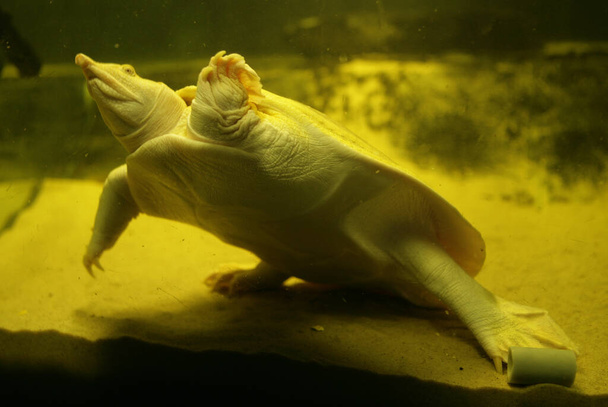 Chinese Albino Soft Shelled Turtle - Photo, Image