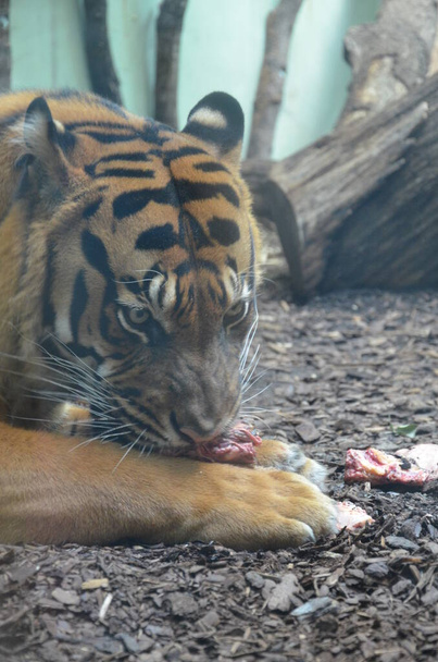 Tygrys syberyjski (Panthera tigris altaica) w zoo we Frankfurcie - Zdjęcie, obraz