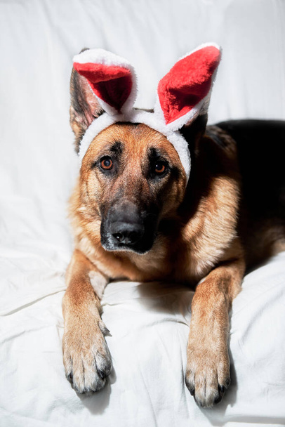 Siyah ve kırmızı renkli Alman çoban köpeği yumuşak kırmızı tavşan kulaklı beyaz battaniyenin üzerinde yatar. Köpek büyüleyici bir Paskalya tavşanı. Katolik Paskalyasını kutlamak için yaratıcı köpek kostümü. - Fotoğraf, Görsel