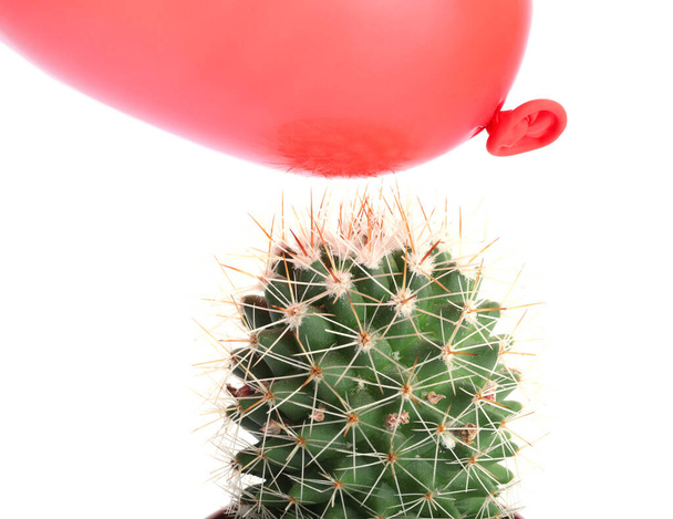 Cactus et ballon à air sur fond blanc - Photo, image