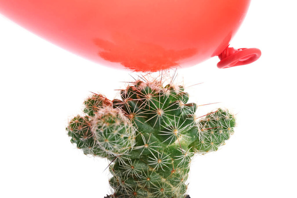 Cactus et ballon à air sur fond blanc - Photo, image