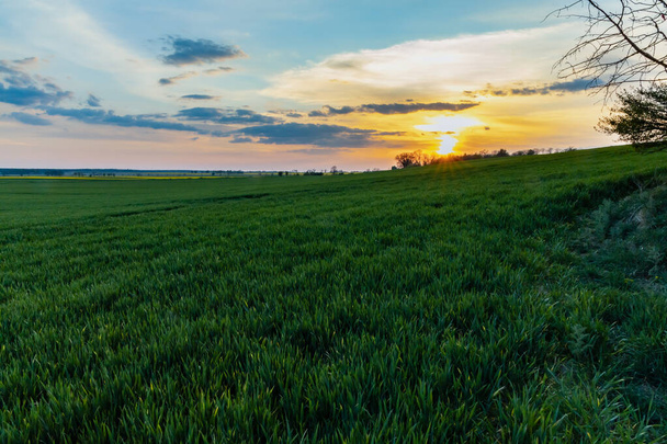 Zelená a žlutá pole colzy při oblačném západu slunce - Fotografie, Obrázek