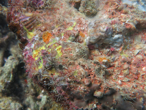 De koraalalgen bevestigd op rots op zeebodem van de oceaan - Foto, afbeelding