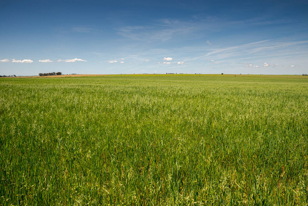 Extensive dry farming of cereals in the Castro Verde Special Protection Area. It is the most representative steppe area in Portugal - Photo, Image