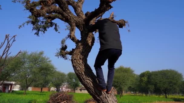 Heure du matin d'hiver. Indien rural village vidéo, l'homme descend soigneusement de l'arbre. - Séquence, vidéo