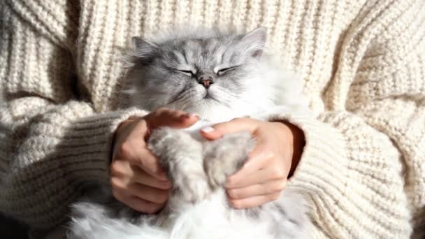 Donna in maglione accogliente accarezzare le sue belle zampe di gatto morbido rilassato. Gattino carino con gli occhi chiusi che dorme tra le braccia della donna. Amore per i gatti. Animali domestici e connessione umana e fiducia - Filmati, video