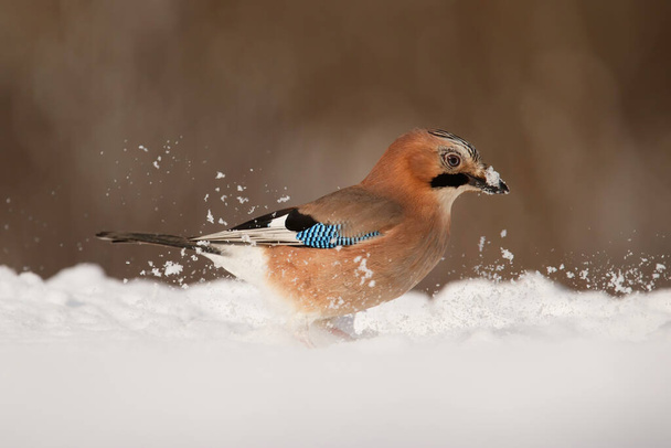 Eurasian Jay (garrulus glandarius) searching for food in the snow with a nice background in the forest in Salland area in the Netherlands - Photo, Image