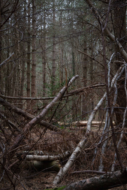 Braches contorto sfondo della foresta inglese in una giornata grigia. Foresta drammatica oscura all'aperto natura esplorare - Foto, immagini