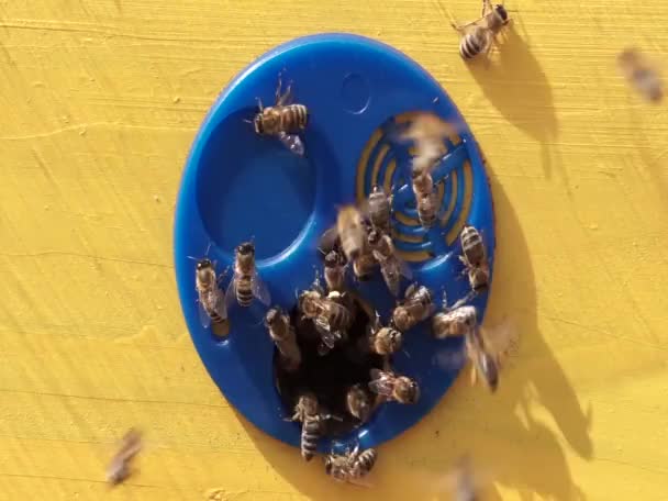 Bijenfamilie verzamelt honing in de korf - Video