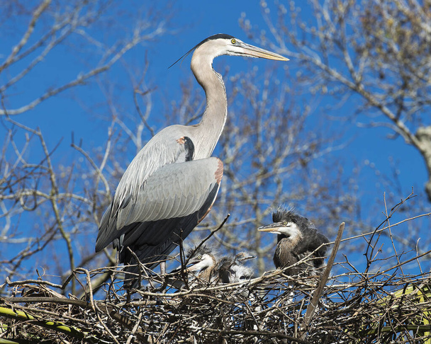 Bleu Heron adult and babies close-up profile view on the nest, displaying their bleu plumage feathers, wings, beak, eye, long legs with a blue sky background.  Image. Picture. Portrait. Blue Heron Stock Photos. - Photo, Image