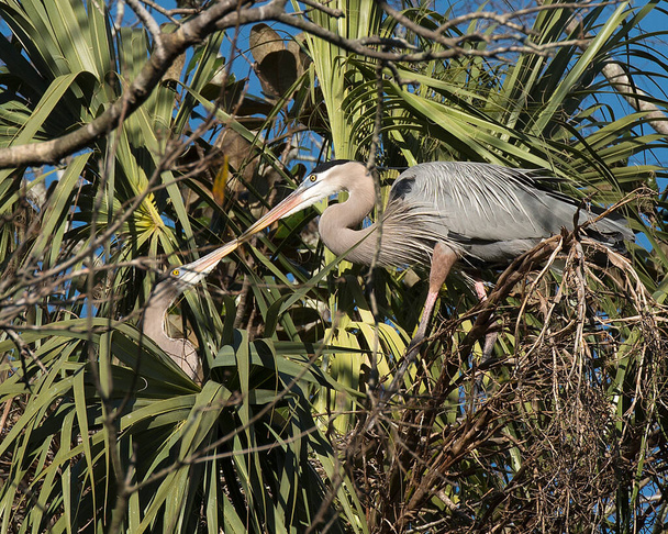 Bleu Heron koppel op het nest in hofmakerij bouwen hun nest met een blauwe lucht achtergrond in hun omgeving. Afbeelding. Afbeelding. Portret. Blauwe reiger Stockfoto 's. - Foto, afbeelding