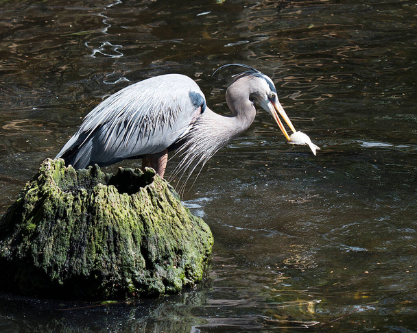 Blue Heron in the water with a fish in its beak displaying blue feather plumage, body, head, eye, beak, long legs  in its environment and habitat. Image. Picture. Portrait. Blue Heron Stock Photos - Foto, imagen