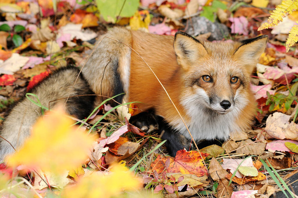 Fox Red Fox zwierzę w lesie w sezonie zimowym, korzystających z jego otoczenia i środowiska, jednocześnie narażając swoje ciało, głowa, oczy, uszy, nos, łapy, ogon. Zdjęcie Fox Stock. Obraz. Zdjęcie. - Zdjęcie, obraz