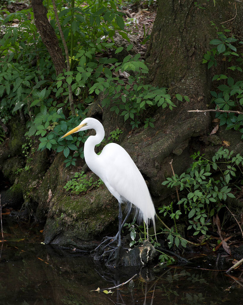 Great White Egret toont lichaam, hoofd, snavel, oog, witte veren met een gebladerte achtergrond in de omgeving en habitat. Grote White Egret stockfoto. Afbeelding. Portret. Afbeelding. - Foto, afbeelding