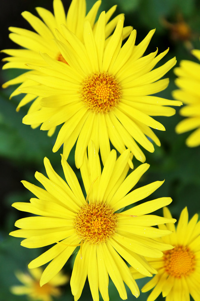 doronicum žluté květy v létě. okrasná rostlina v asterac - Fotografie, Obrázek
