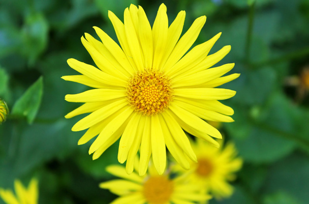 Verano flores amarillas Doronicum. Planta ornamental de la familia Asteraceae - Foto, Imagen